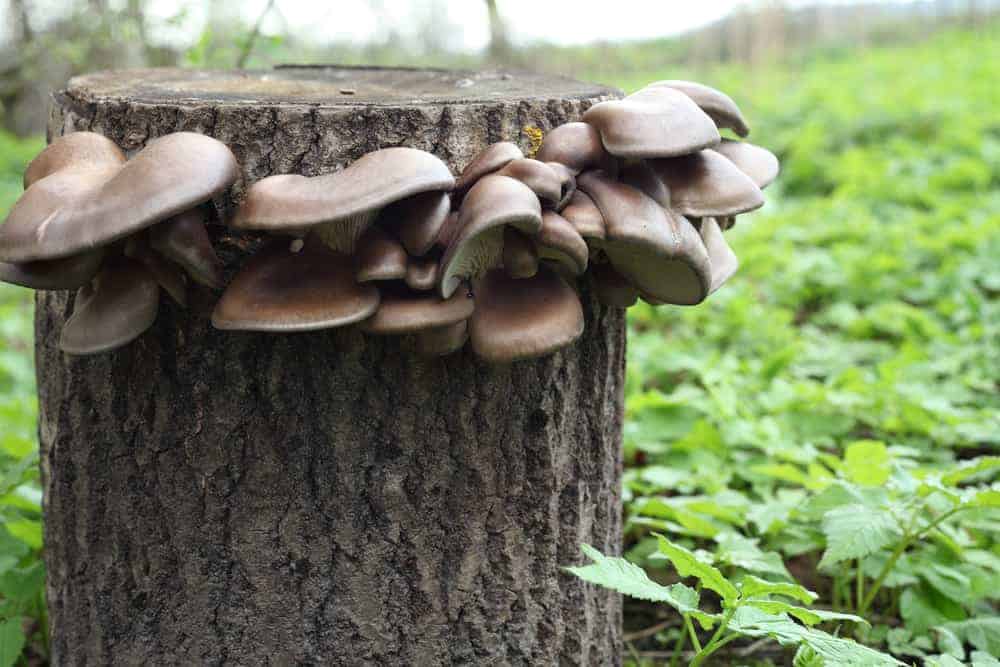 Oysters Mushrooms