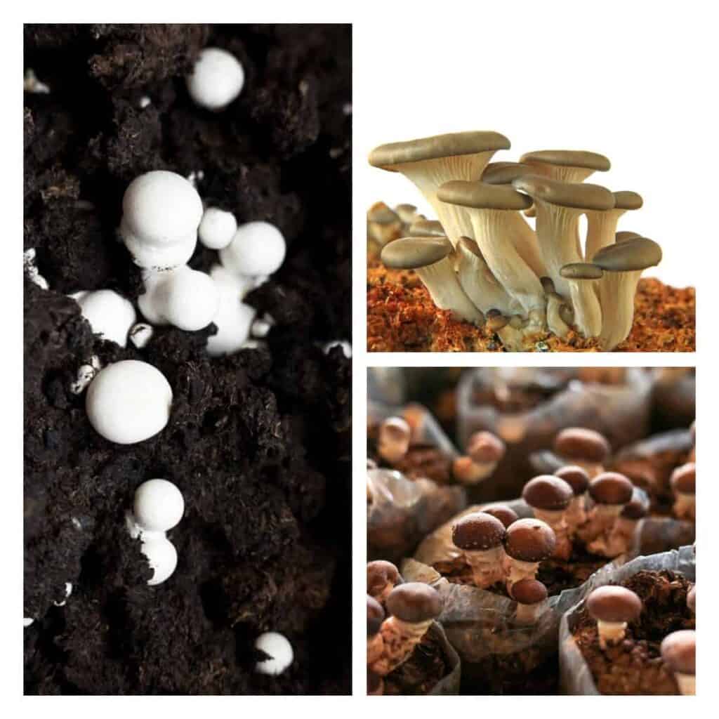 Pick out the right type of mushrooms