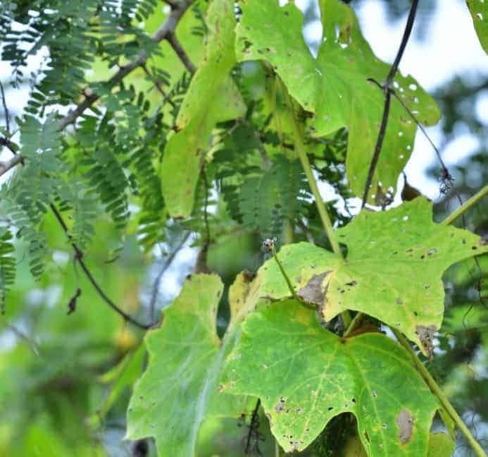Septoria leaf spot 1