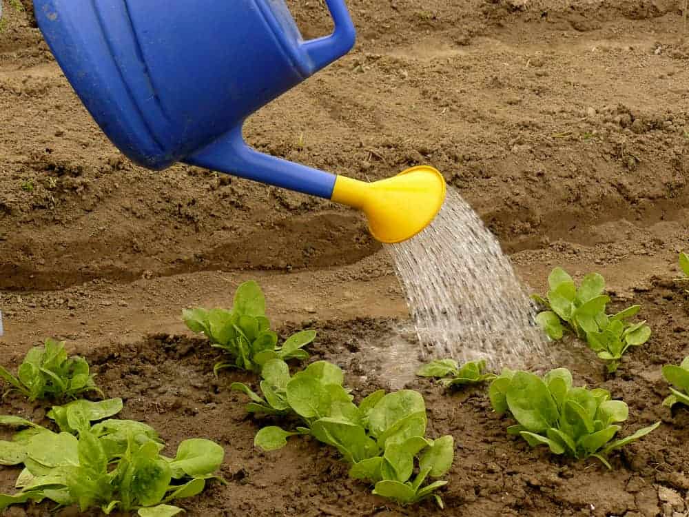 Spinach Watering