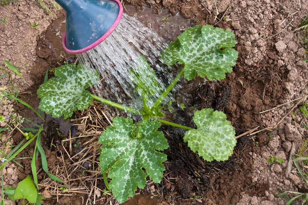 Squash Plant Watering