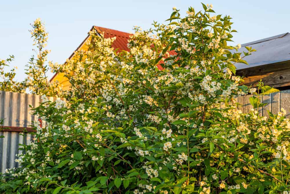 How to Plant Jasmine Flowers? (Complete Growing & Care Tips)