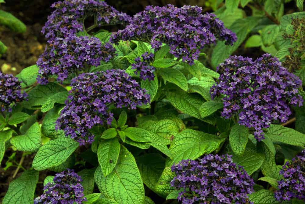 How to Plant Heliotrope? (Complete Growing & Care Tips)
