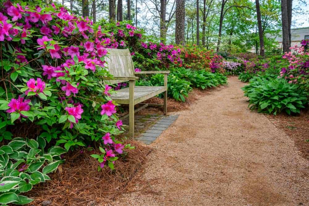 How to Plant Azalea? (Complete Growing & Care Tips)