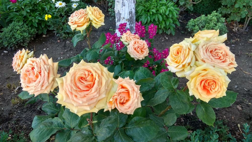 How to Plant Rose? (Complete Growing & Care Tips)