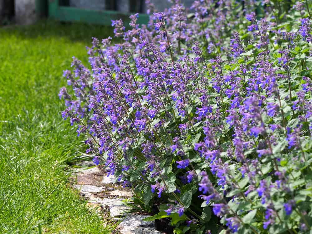 Benefits of Catmint