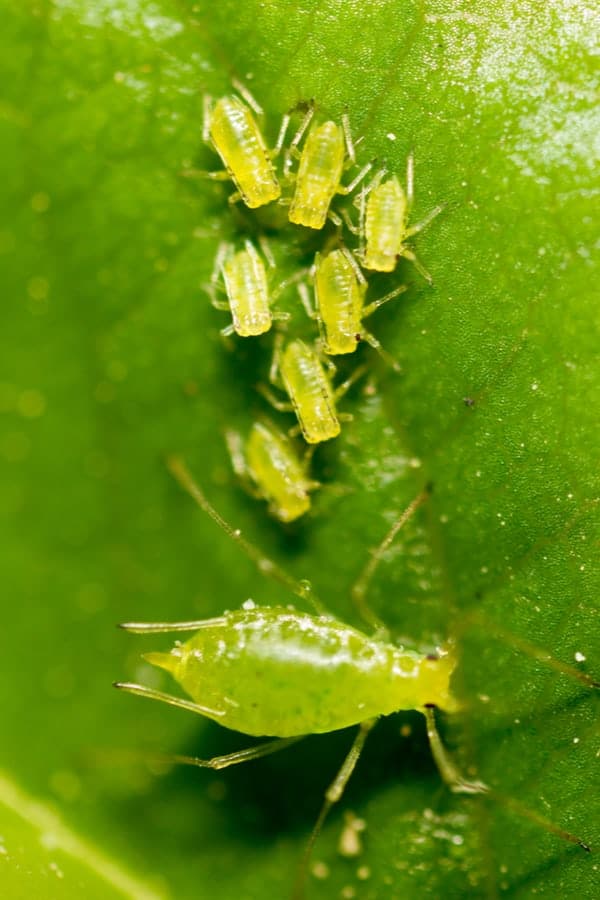 Butterfly Bush Aphids
