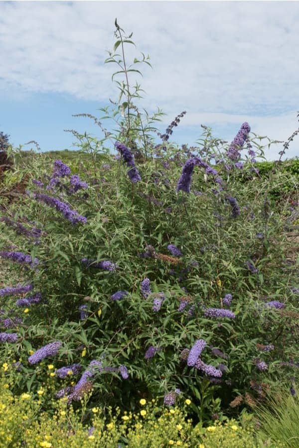 Butterfly bush is a highly invasive plant