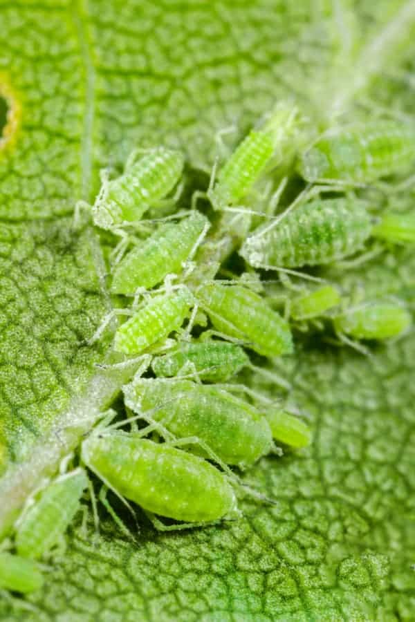 Catmint Aphids