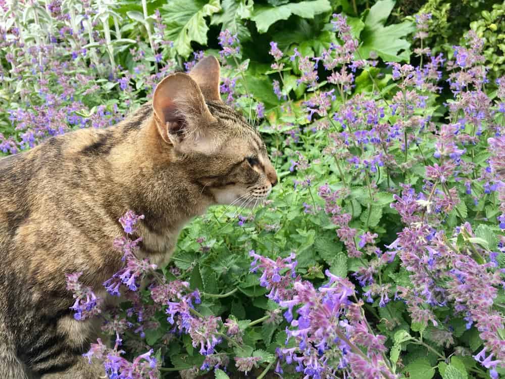 Catmint Cats