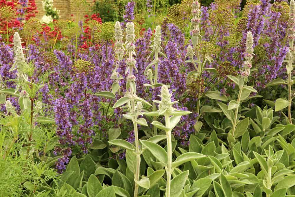 How to Plant Catmint? (Complete Growing & Care Tips)