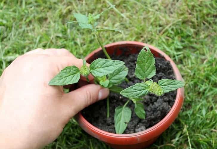 Catmint Propagating by cuttings