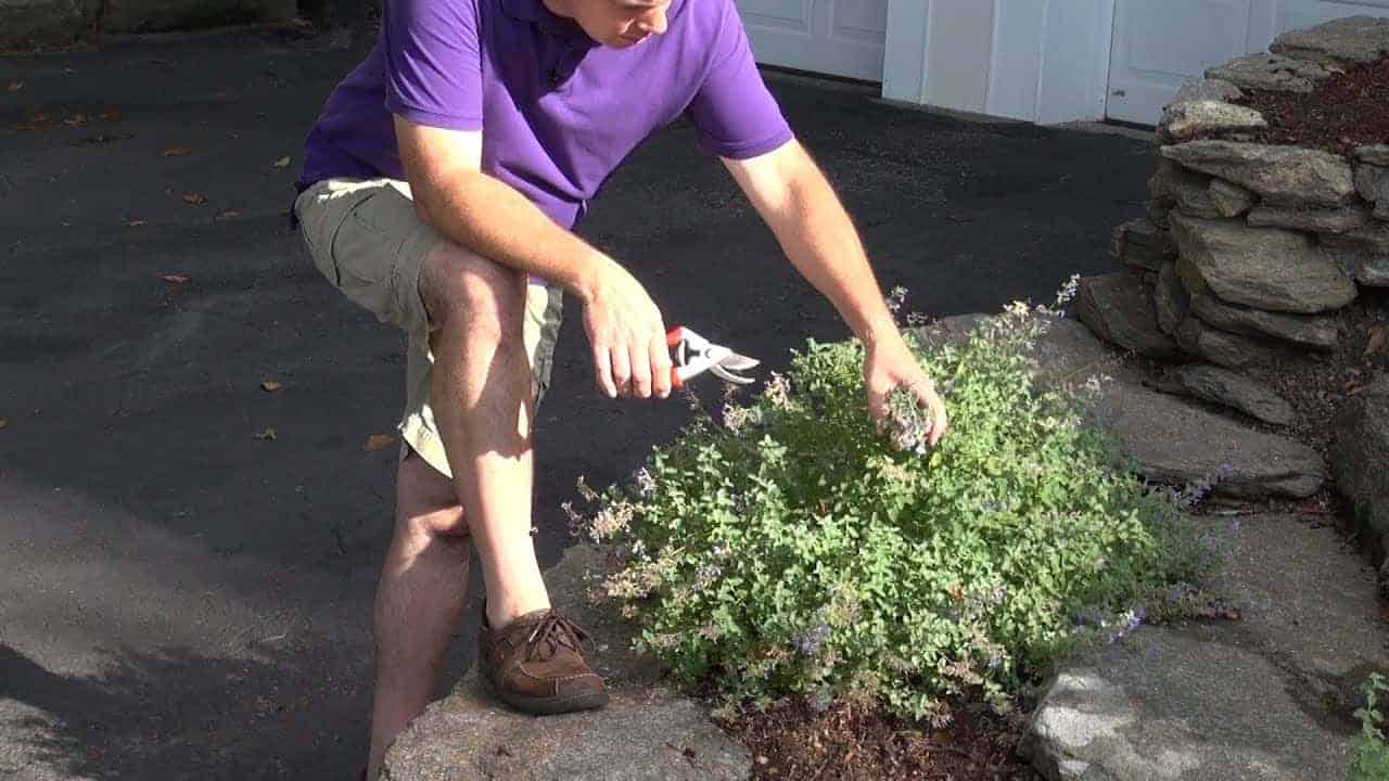 Catmint Pruning and deadheading