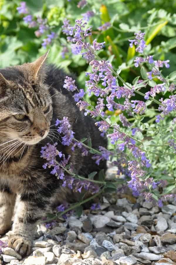 Catmint is an Attractive Plant for Cats