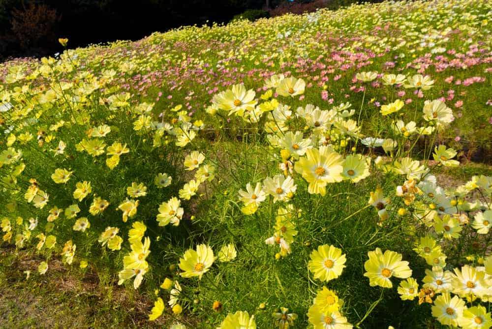 How to Plant Cosmos Flower? (Complete Growing & Care Tips)