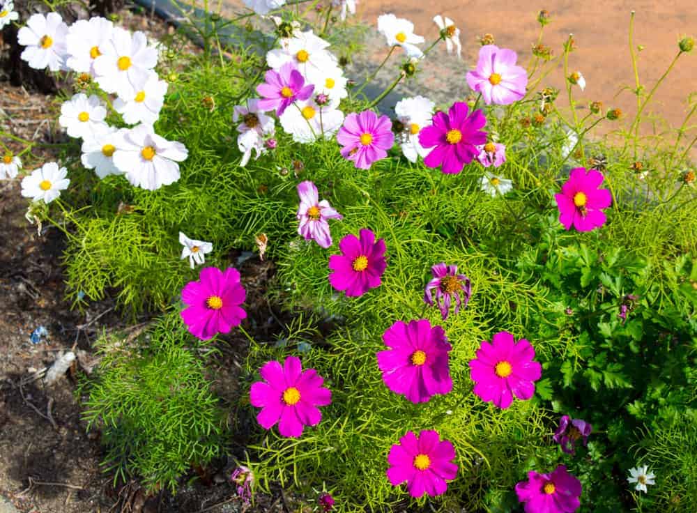 Cosmos Flower In the ground