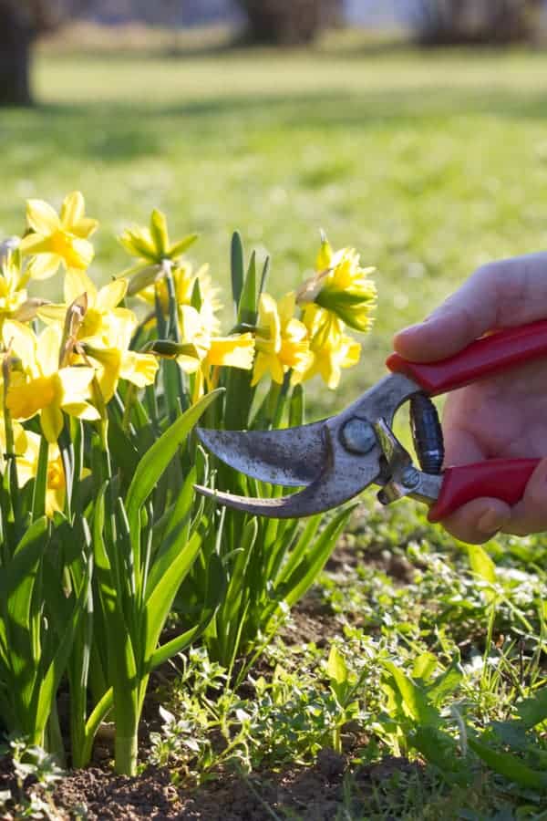 Daffodil Pruning