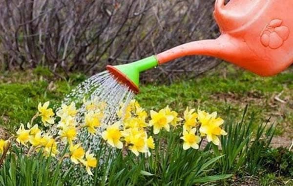 Daffodil Watering