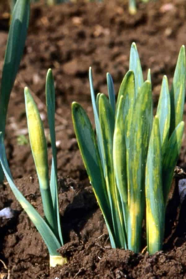 Daffodil Yellow stripe disease