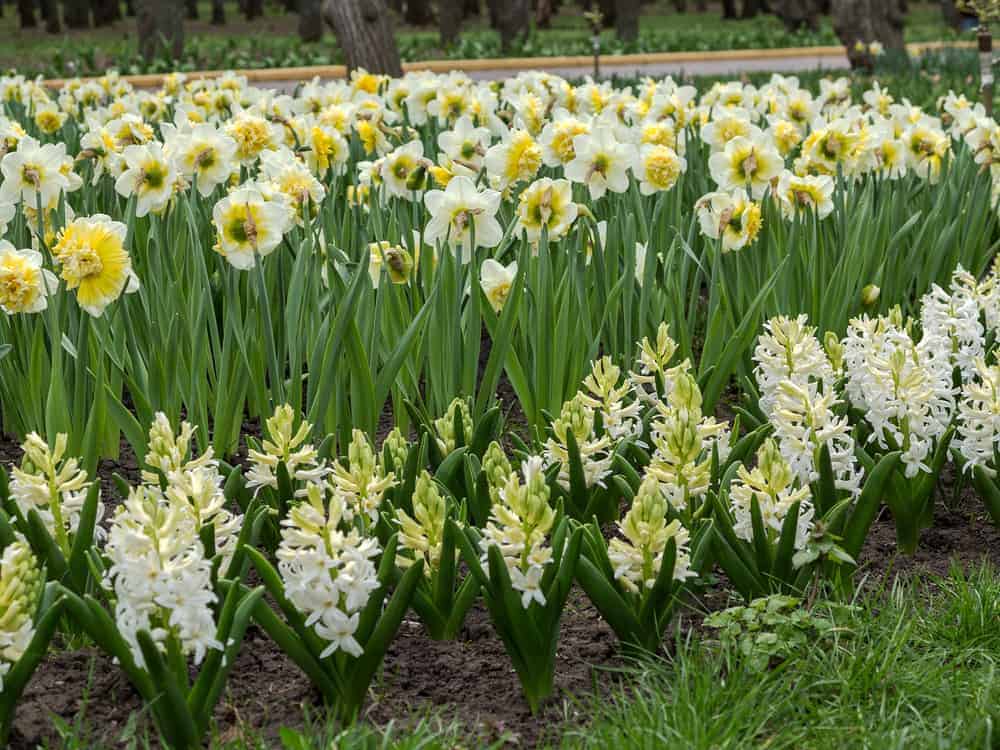 Daffodil is a Toxic Plant