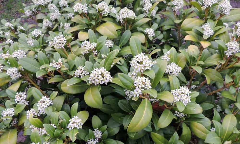 How to Plant Daphne Shrub? (Complete Growing & Care Tips)