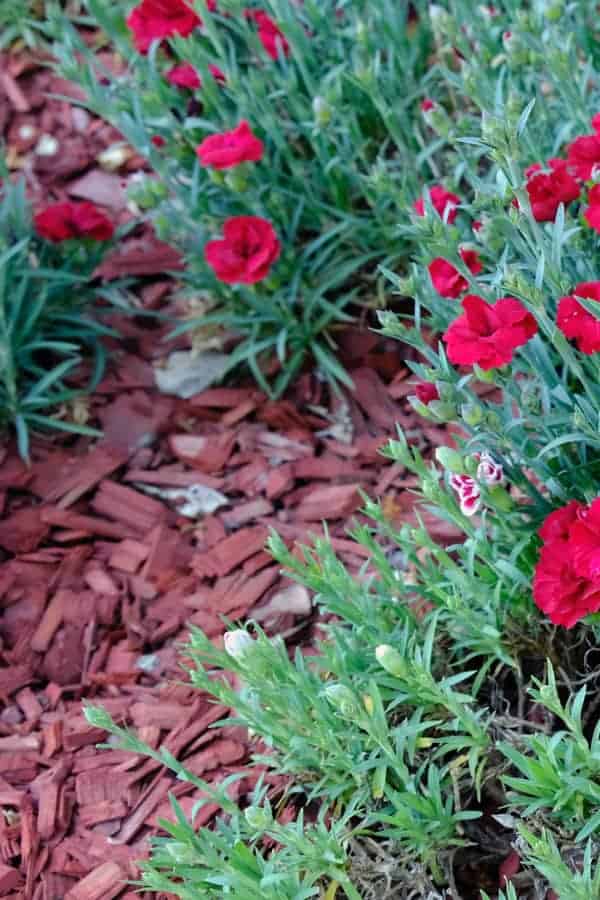 Dianthus Flower Mulching