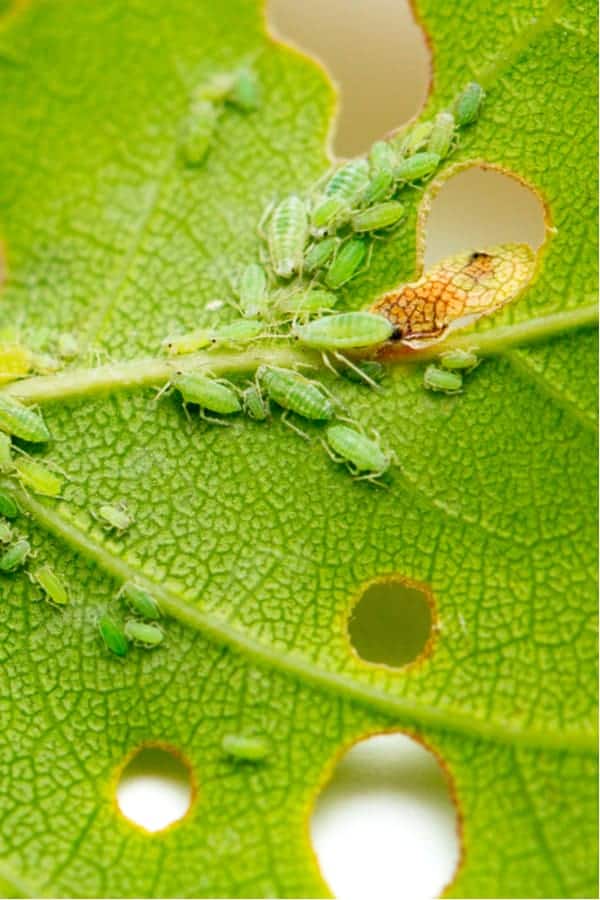 Dianthus Greenflies