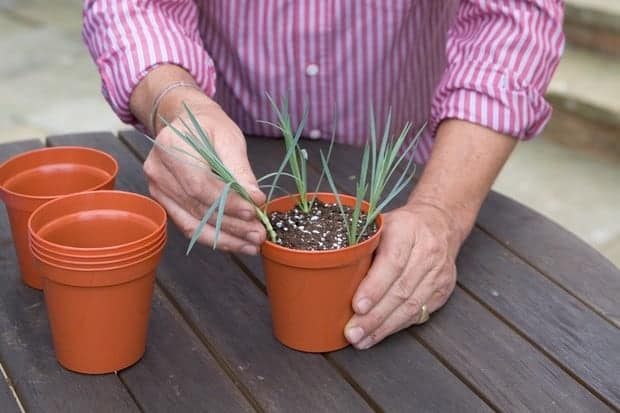 Dianthus Propagating by cuttings