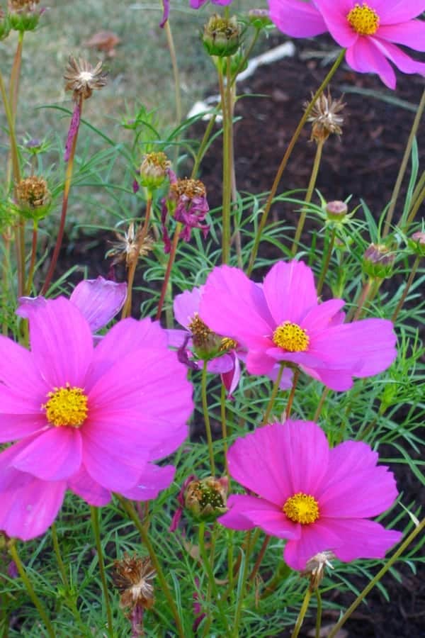Facts About Cosmos Plant