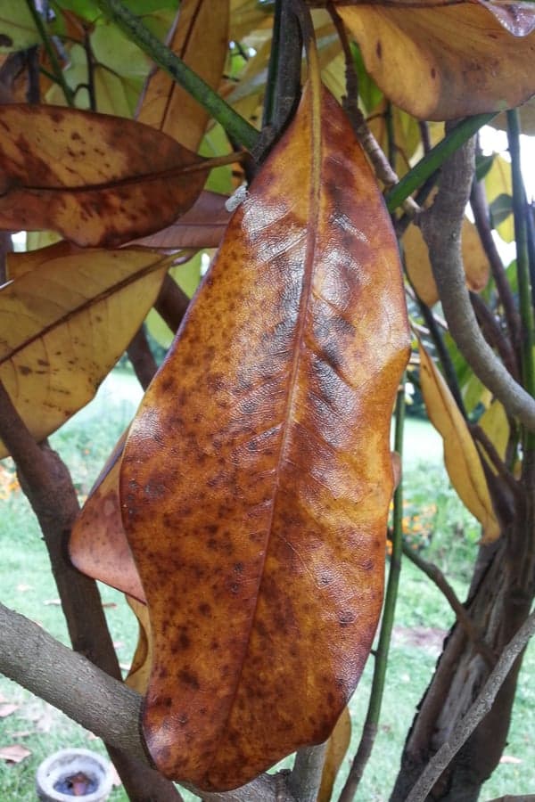 Fungal leaf spots