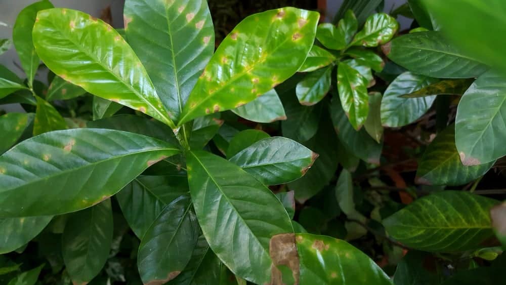 Gardenia Problems with brown leaves
