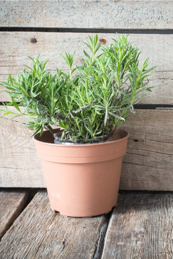 Growing Lavender in a pot