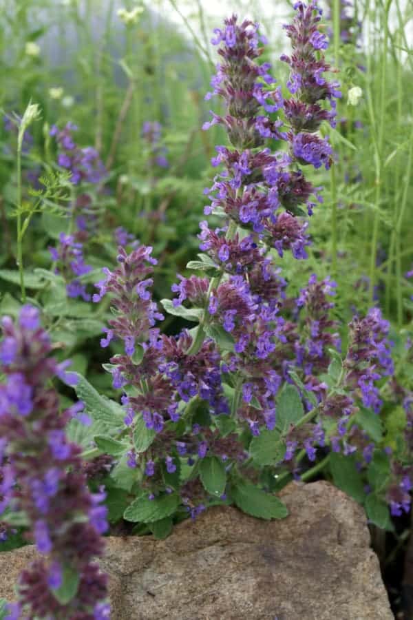 History of Catmint