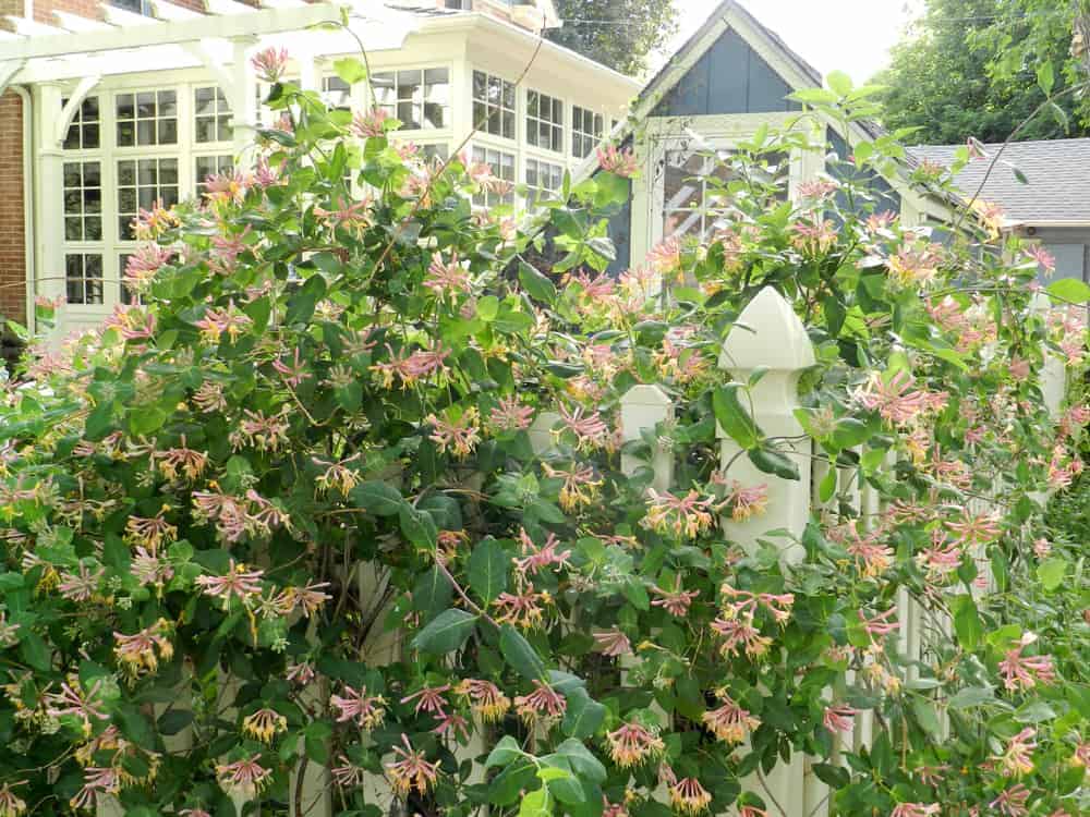 How to Plant Honeysuckle? (Complete Growing & Care Tips)