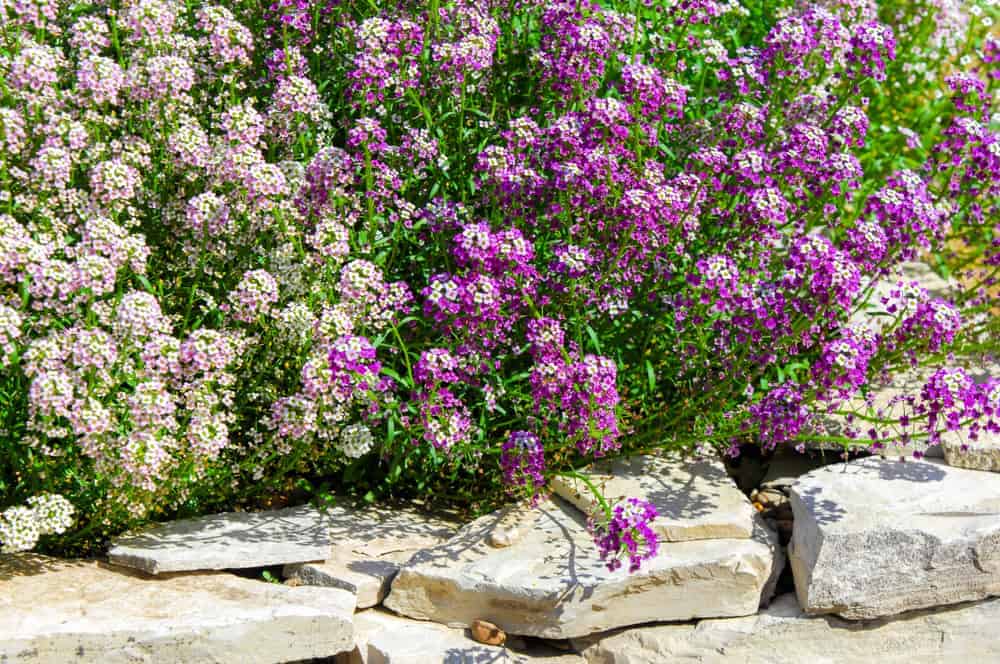 How to Plant Sweet Alyssum? (Complete Growing & Care Tips)