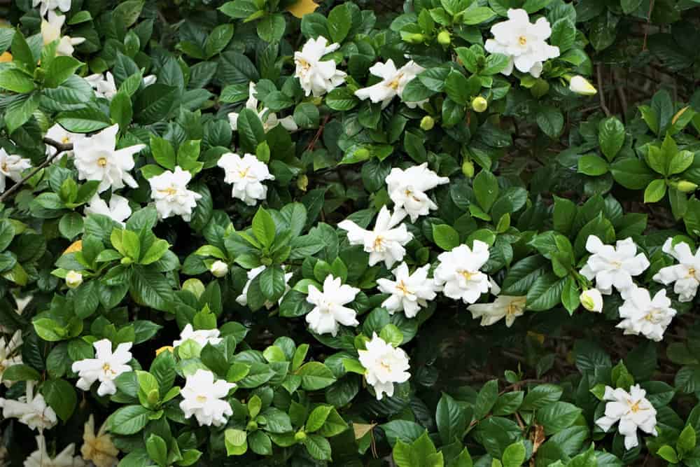 How to Plant Gardenia Flower? (Complete Growing & Care Tips)
