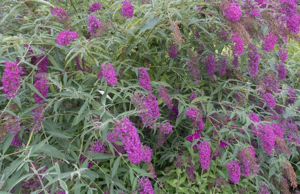 How to Plant Butterfly Bush? (Complete Growing & Care Tips)