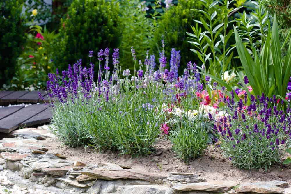 How to Plant Lavender? (Complete Growing & Care Tips)