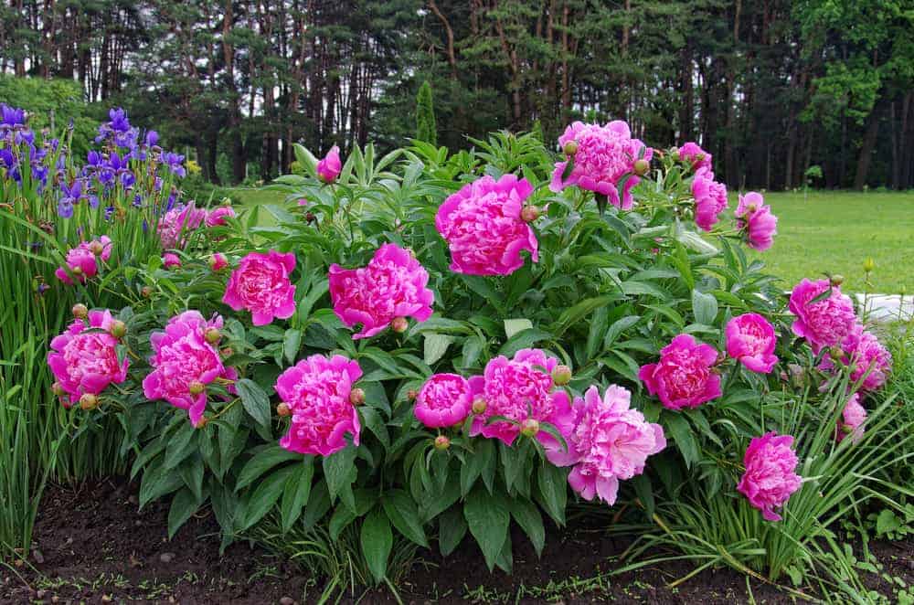 How to Plant, Grow, and Care Peony