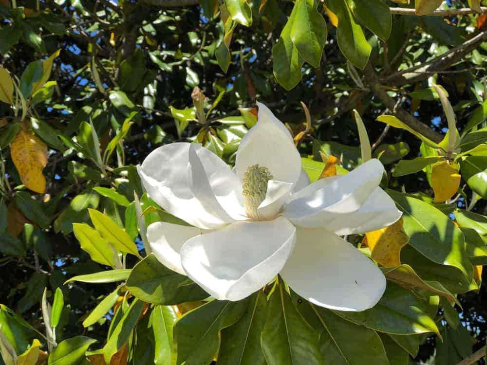 How to Plant, Grow, and Care Southern Magnolia