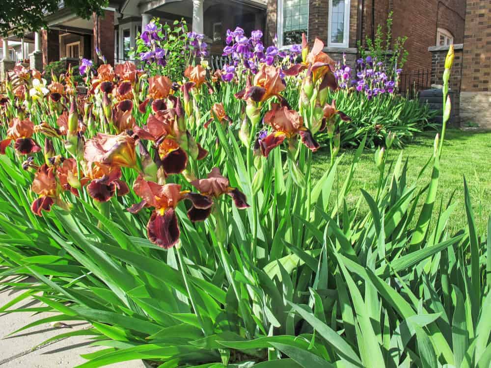 Iris Flower How to Plant, Grow and Care