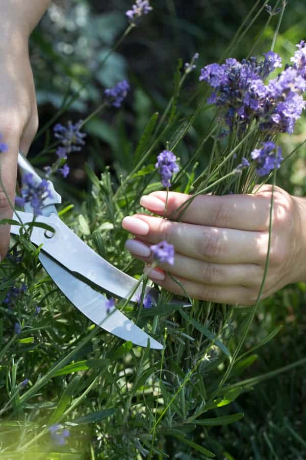 Lavender Pruning