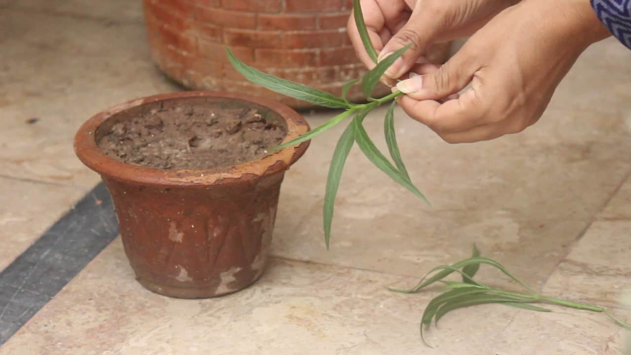Mexican Petunia Propagating by cuttings