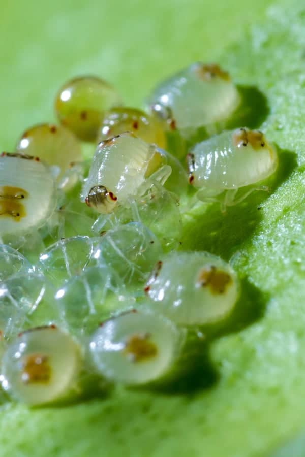 Mexican Petunia Spider mites