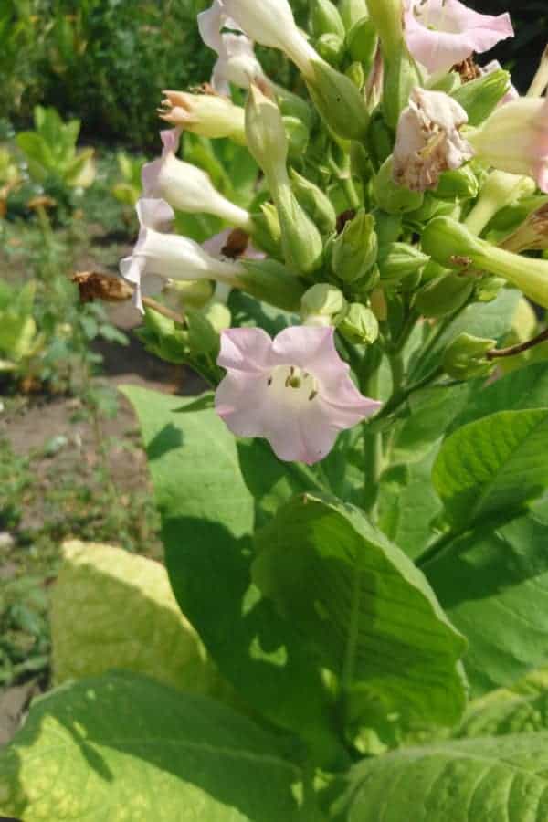 Nicotiana and Plant Adaptation