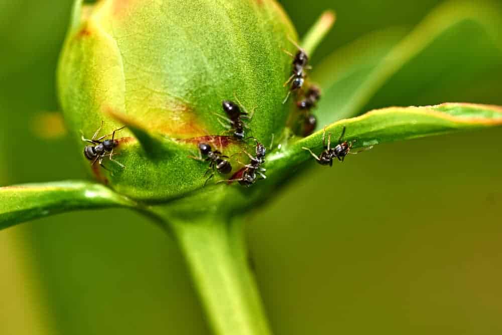 Peony Ants