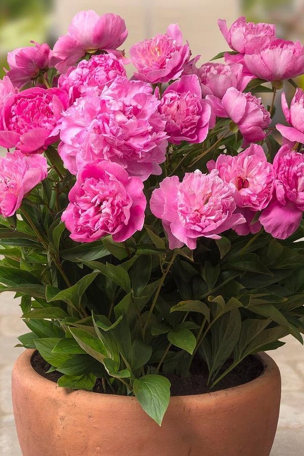 Plant Peony in a container