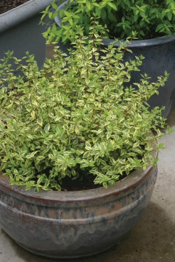 Planting Abelia in a container