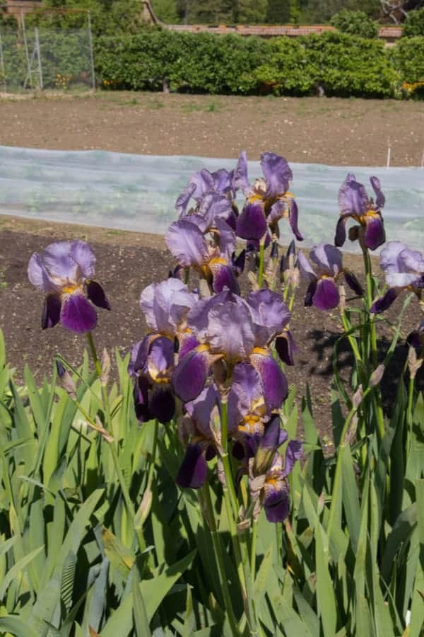 Rhizomatous Iris 1