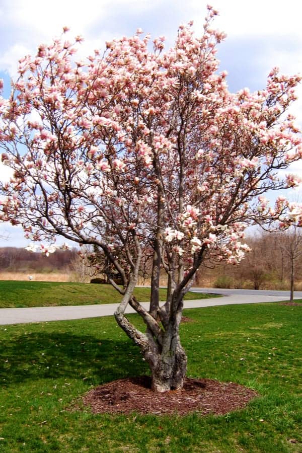 Saucer magnolia (Magnolia × soulangeana)